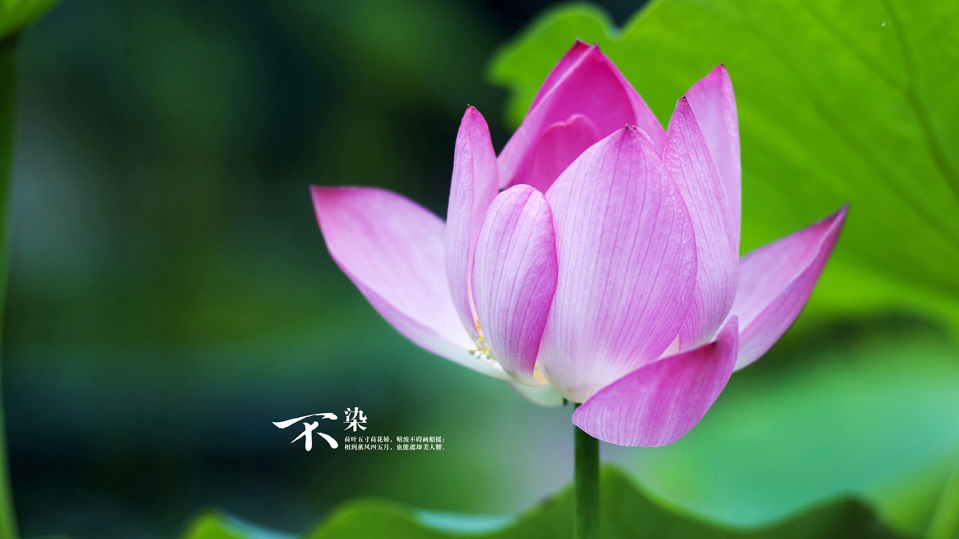 2026世界杯之夜，拉文如何用1.2秒改写足球教科书？