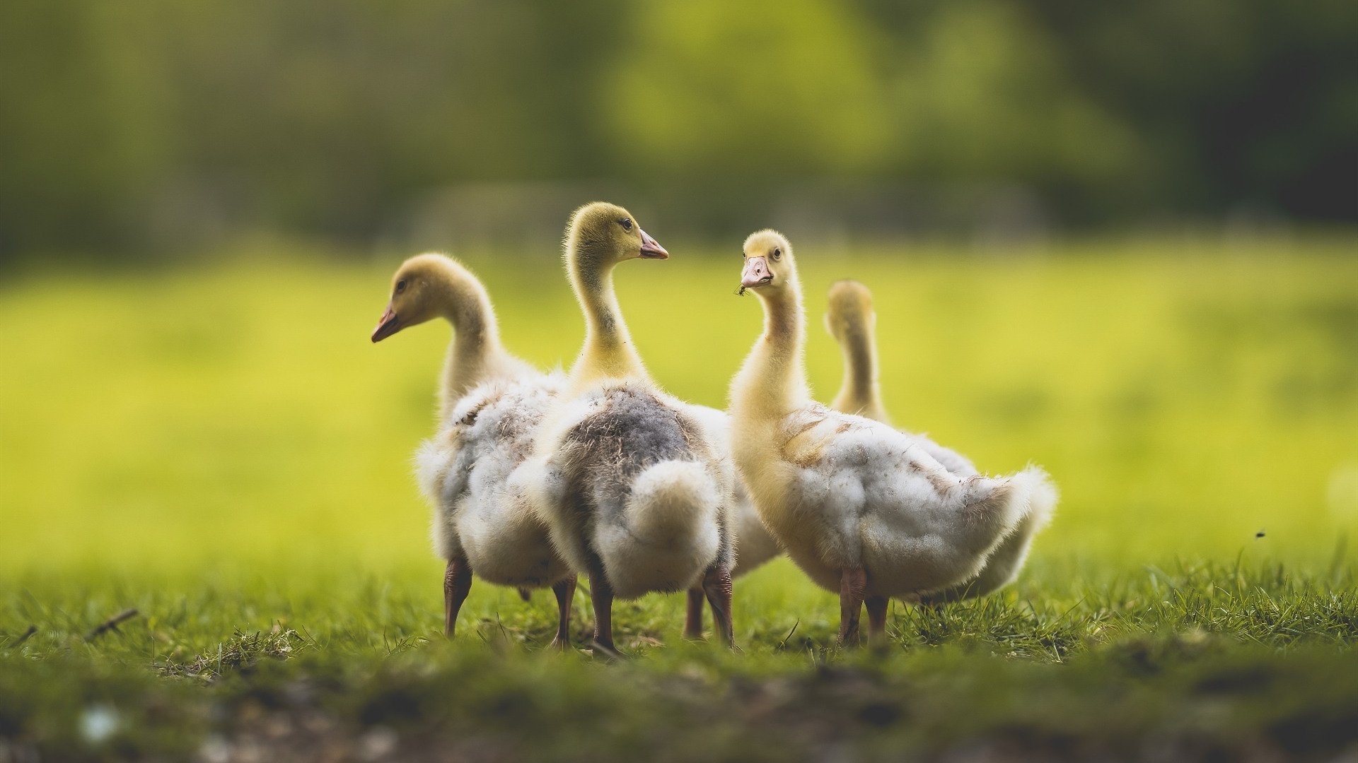 拉文关键先生显神威，雄鹿生死战力克勇士