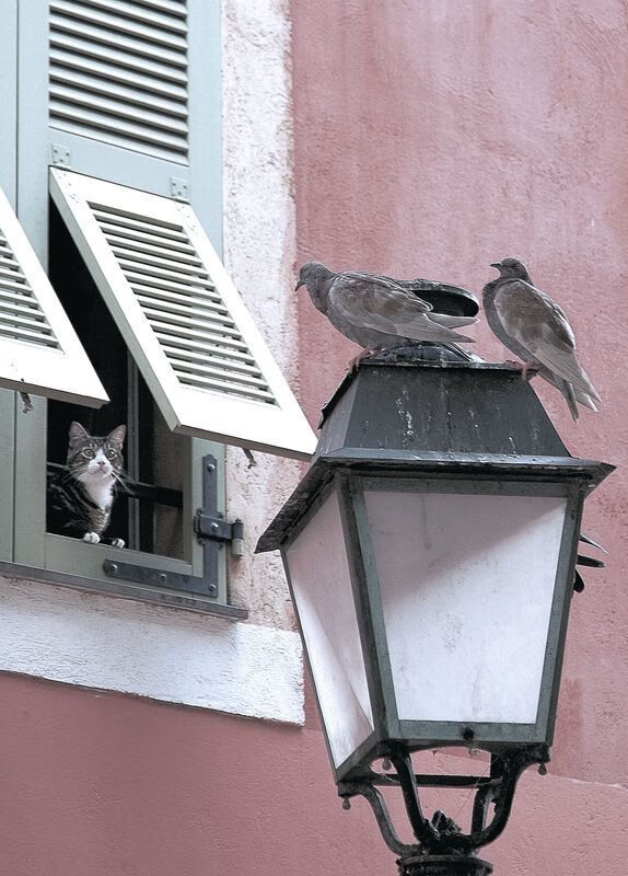 钢铁屏障与远程利刃,楚阿梅尼如何重塑国家德比赛场