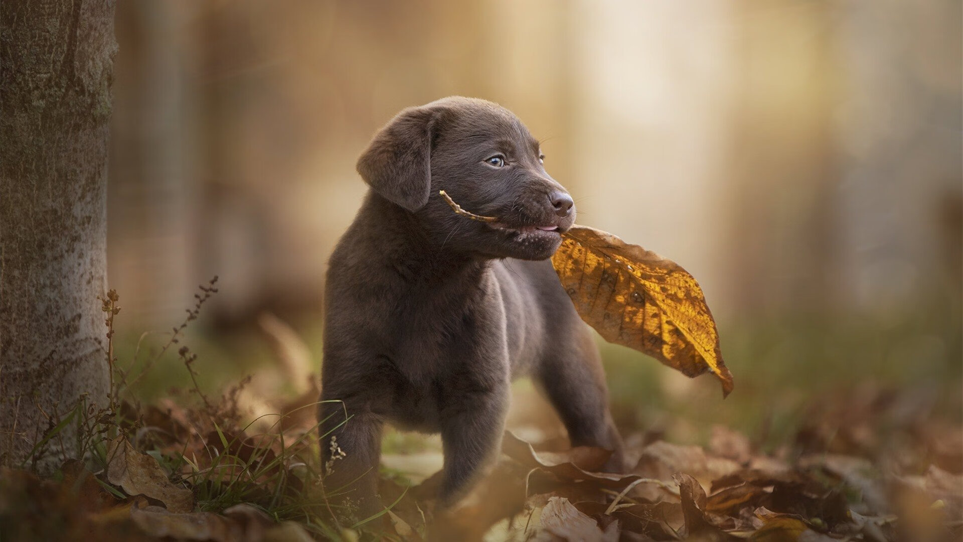 跨界荣耀,独行侠火力全开压制湖人,库里上演欧冠级致命接管