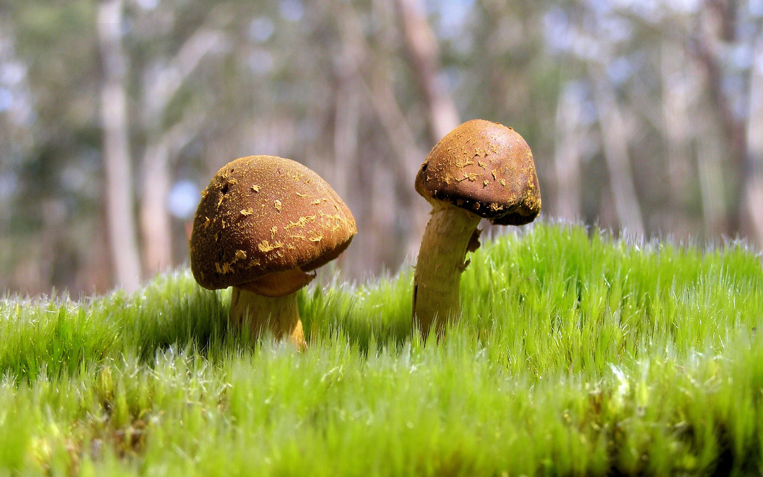 从防线到绝杀，阿拉巴如何用一脚改写大西洋两岸的足球记忆？