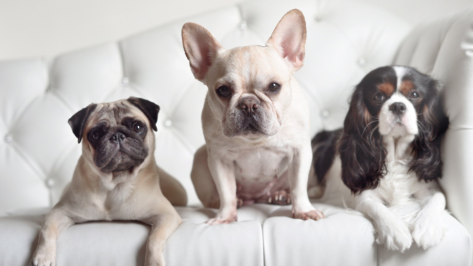 胡金秋轰31+12化身关键先生 广厦提前一轮锁定四强