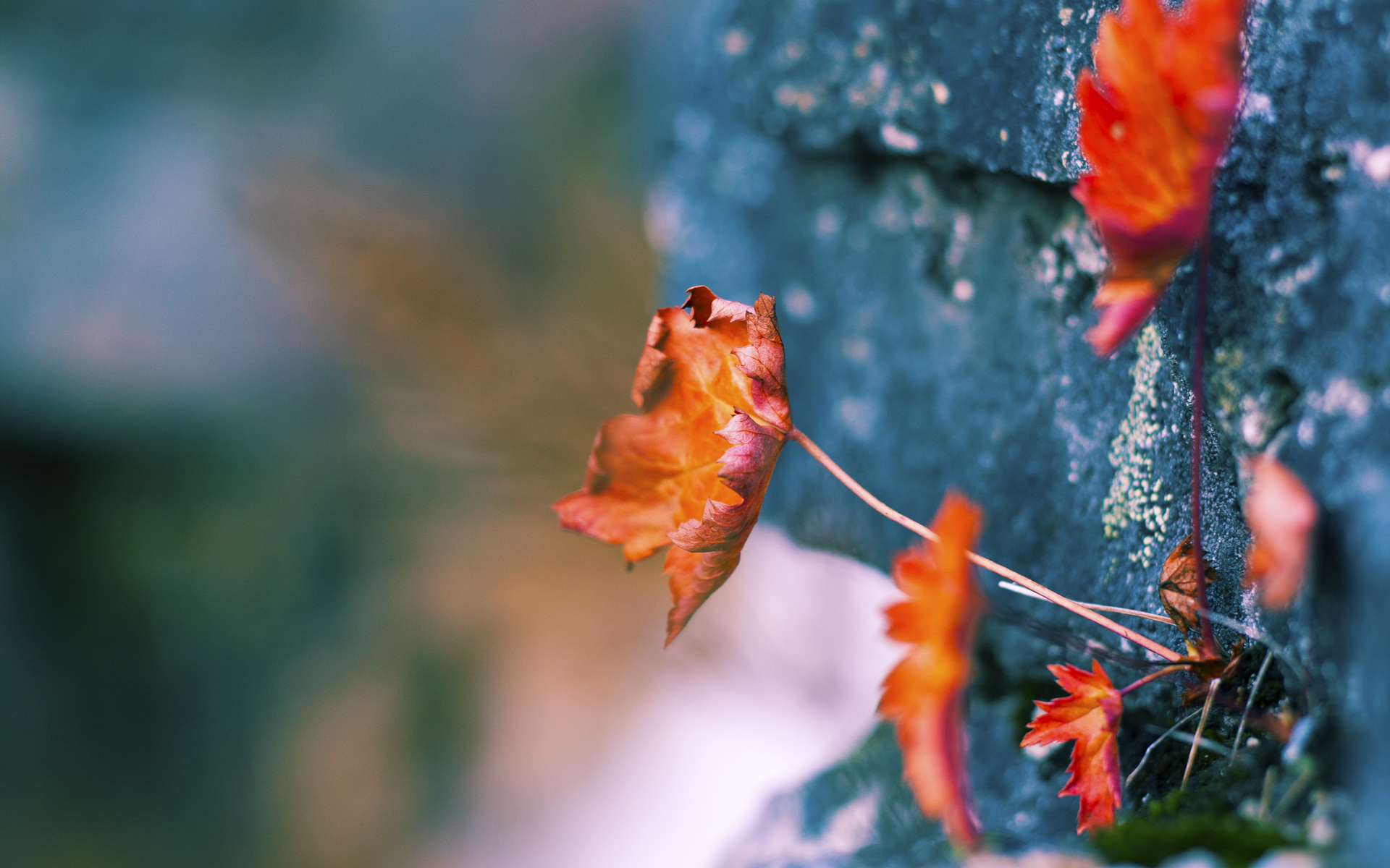 独行者穿越绿军丛林，当拉梅洛的关键得分成为逆流宣言