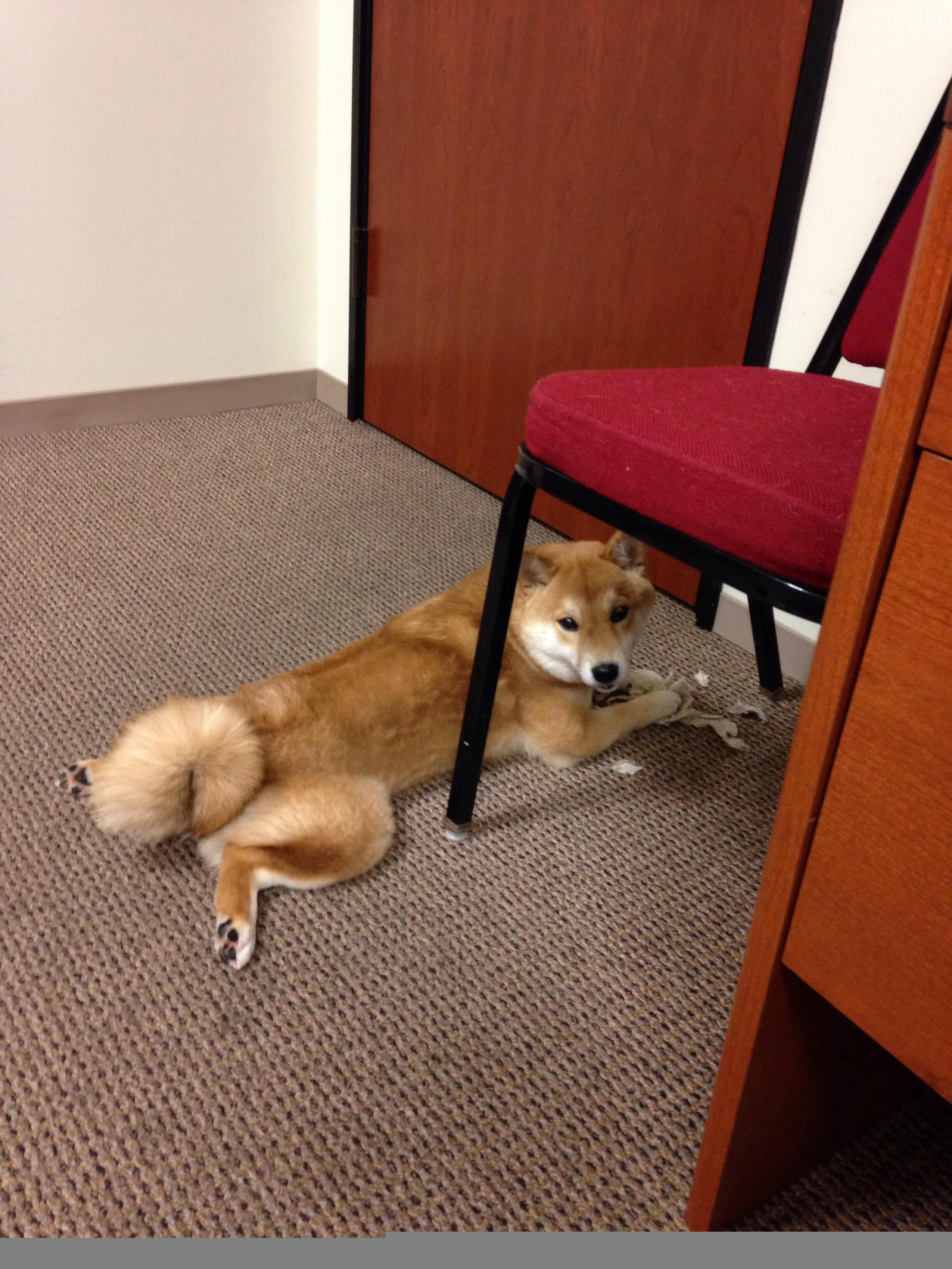 1.双城记,灰熊粉碎广厦,布克在意甲接管比赛—统治力的跨时空对话