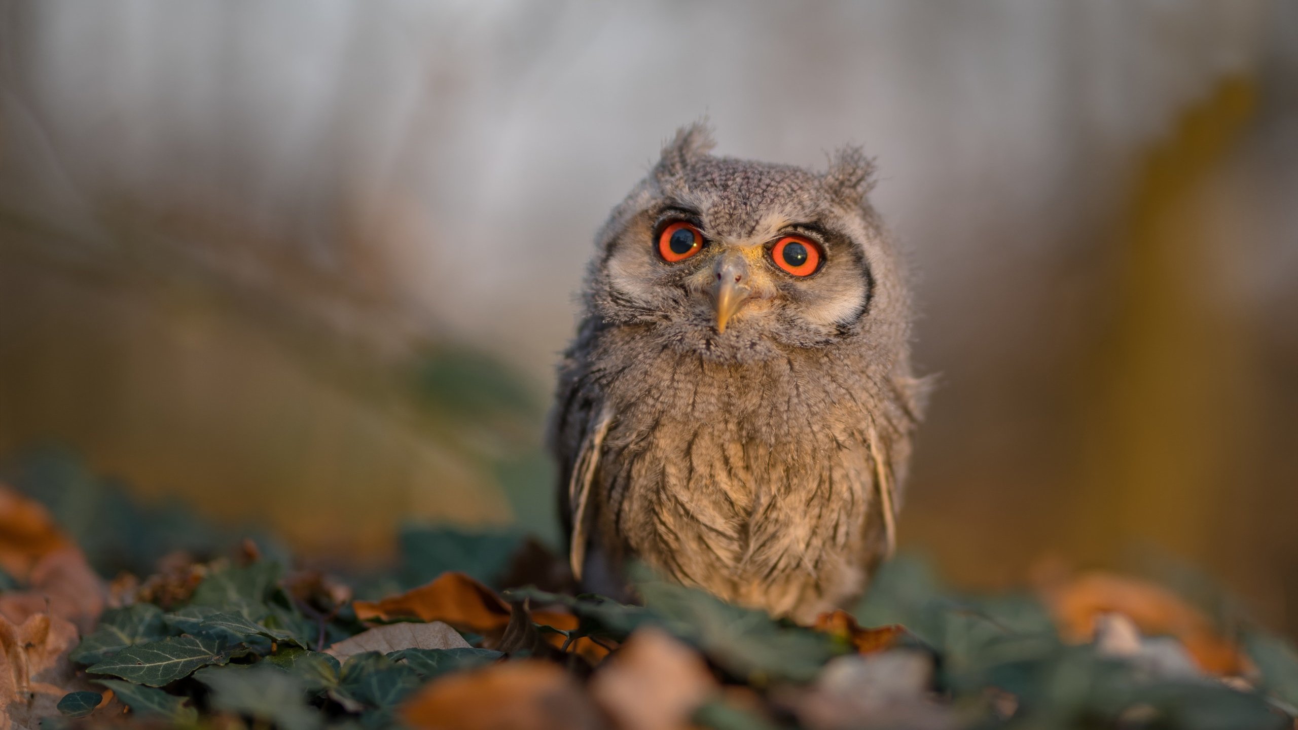 当凤凰城变成诺坎普，克莱用三分雨写就的欧冠英雄史诗