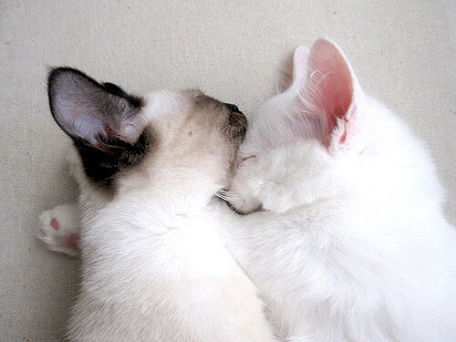 跨界英雄，库尔图瓦临危受命，助加纳强势晋级苏格兰