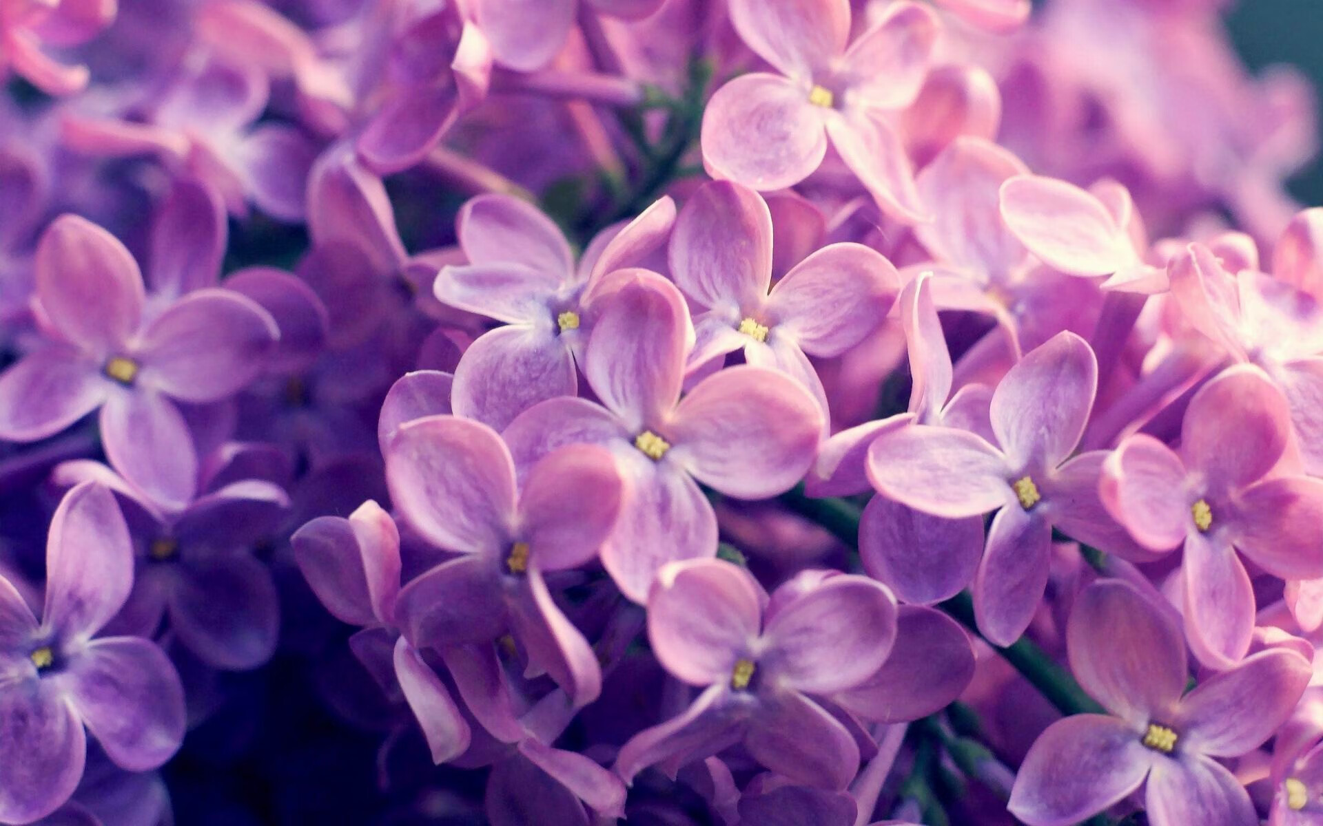 数据风暴中的单骑闯关，小贾伦如何一手掌控吉林与灰熊的跨维度对决