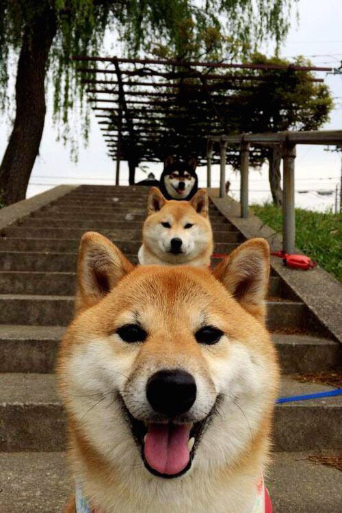 非洲雄狮咆哮皮斯胡安！塞内加尔群星火力全开，蒂亚戈一锤定音