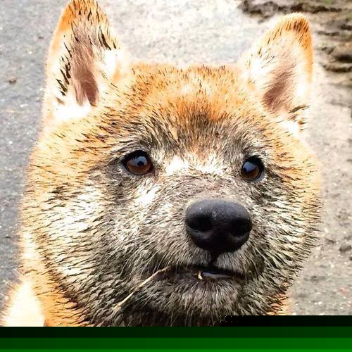 子弹与魔法，终不敌一腔孤勇，杰伦·格林觉醒之夜击碎奥兰多幻梦