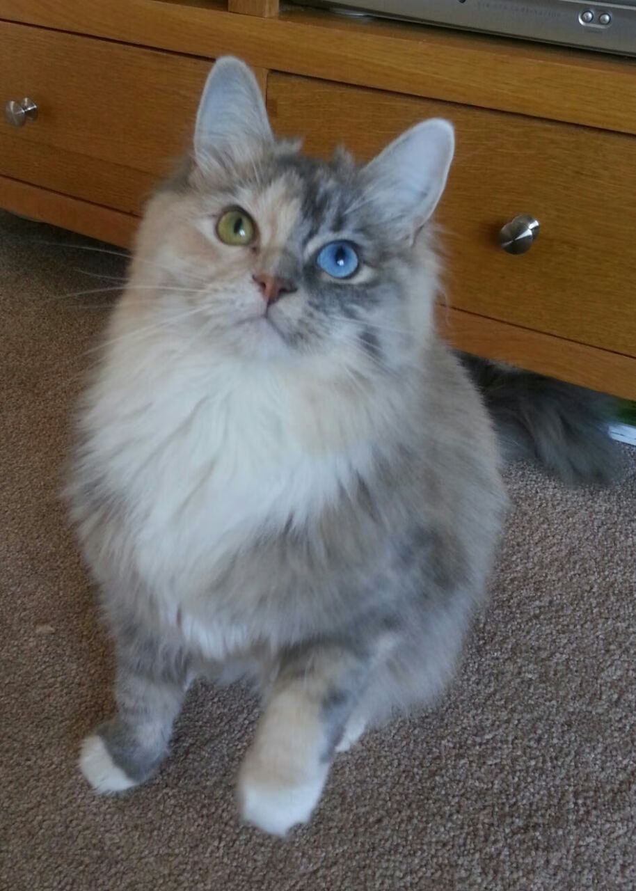 篮筐如海，心魔退散，贝恩在深圳对阵太阳的夜晚完成自我救赎