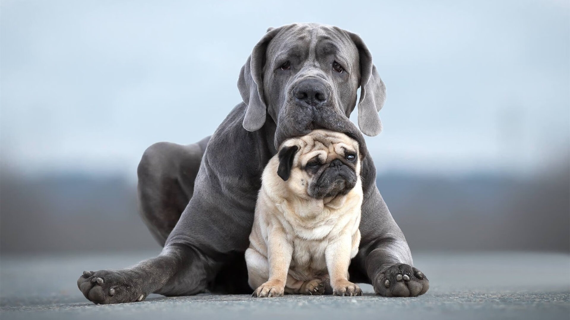 1.战术碾压与个人英雄主义，尼斯全面压制沙特，布鲁诺一锤定音