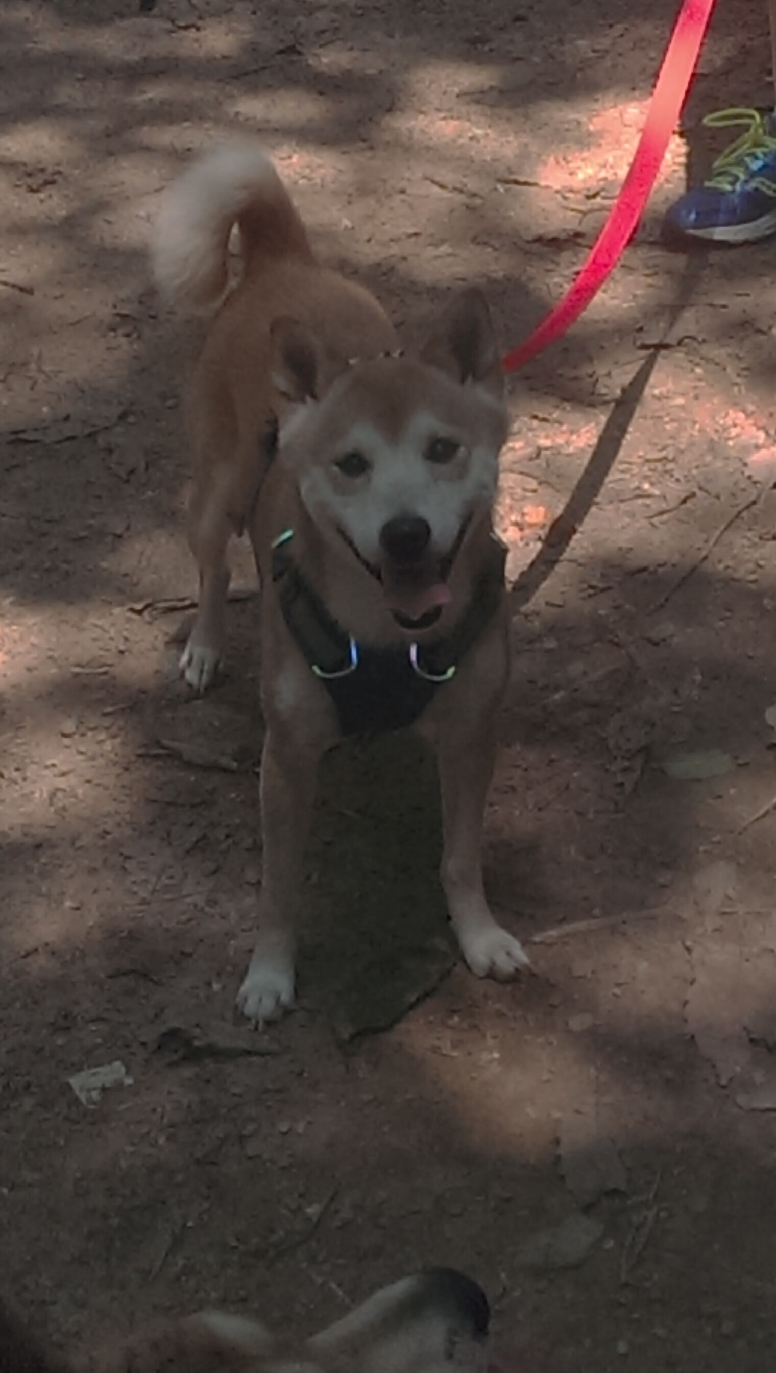 命运的回旋镖，特奥完美发挥助拜仁踏平雷恩