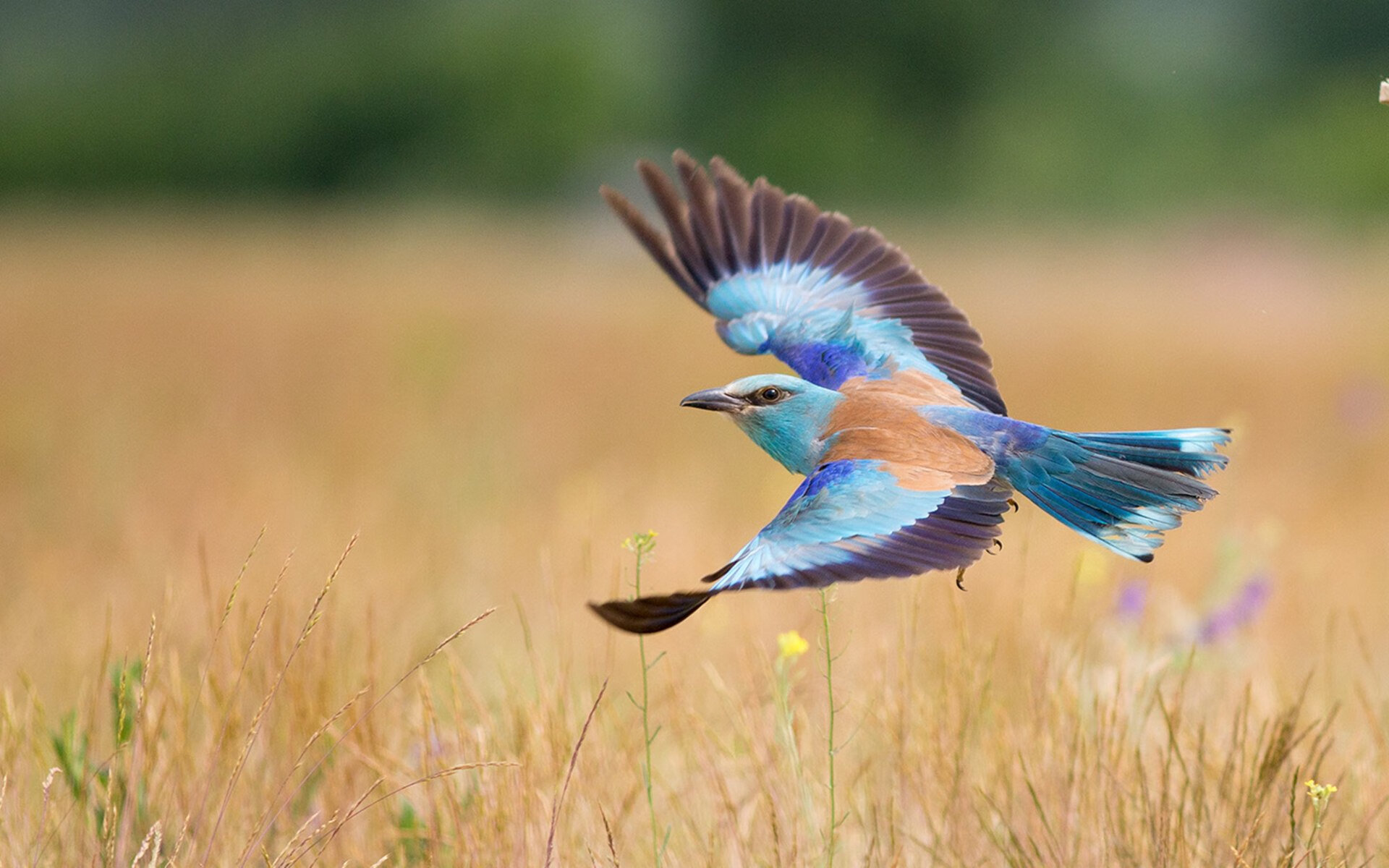 意外英雄，当瑞士改写命运与楚阿梅尼的德甲加冕礼