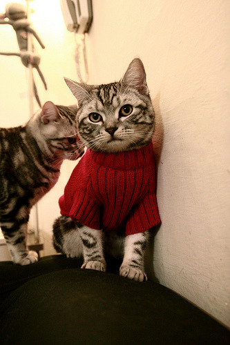 死神降临，猛龙带走独行侠，伦纳德用实力证明自己