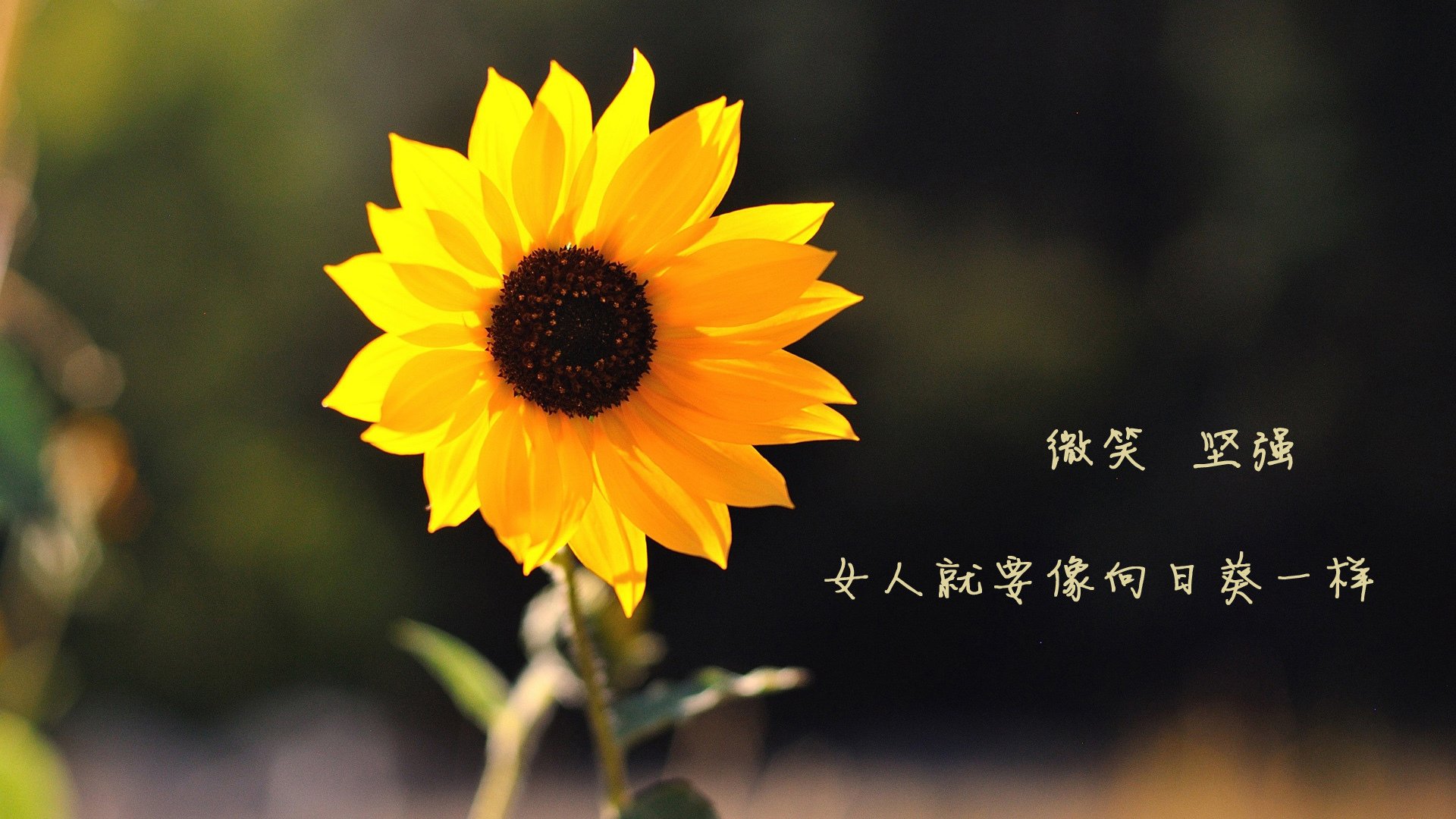 德容的独舞与高卢雄鸡的绝唱,2026世界杯H组,一场关于唯一的逆天改命