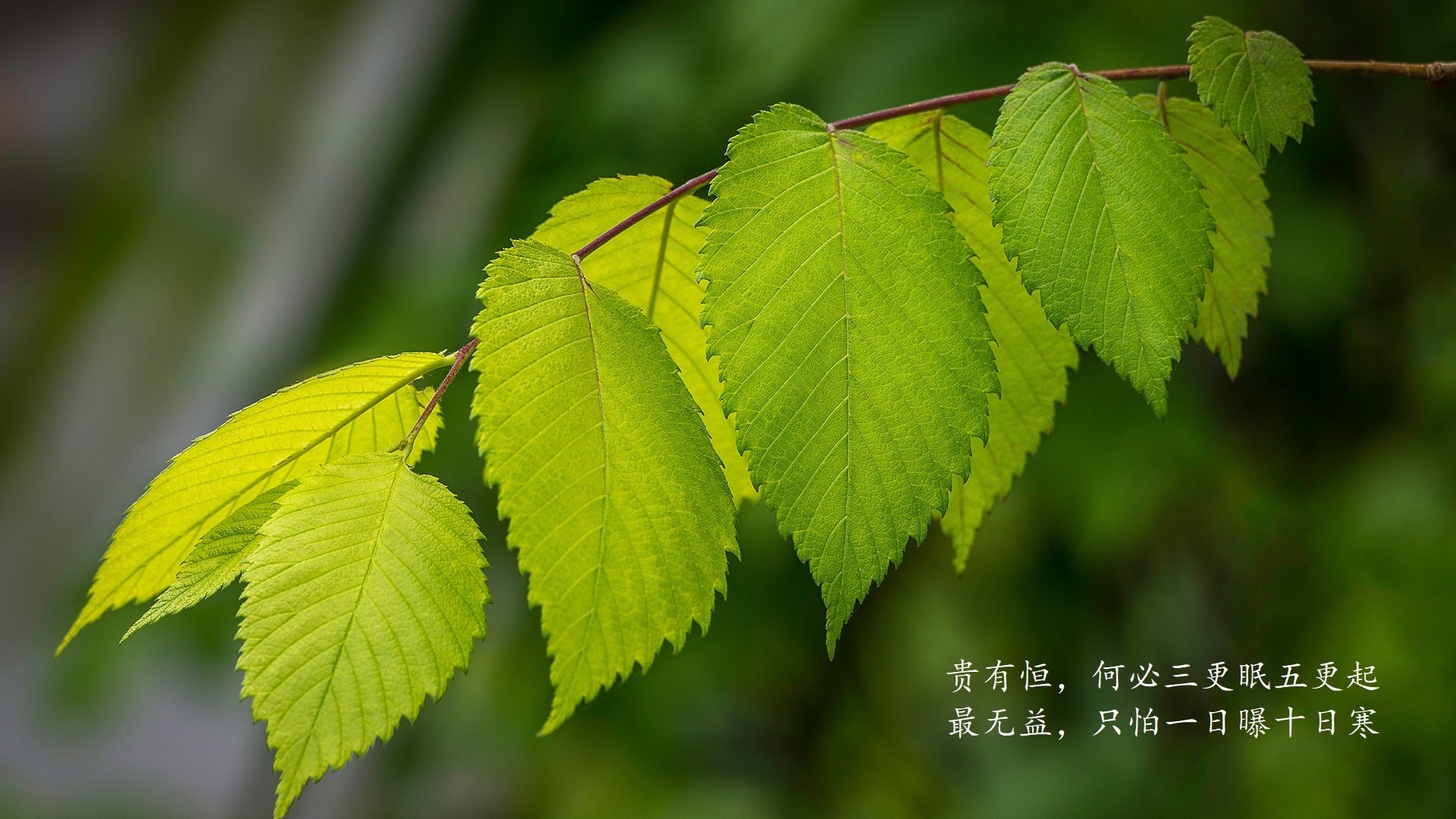铁血防线炼狱重生,阿诺德军团如何用唯一性法则逆转安第斯雄鹰