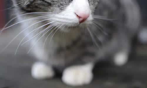当日耳曼战车碾压过富士山,2026世界杯C组,一场关于唯一的攻守转折
